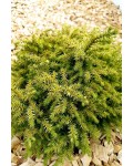 Криптомерія японська Вілморін Голд|Cryptomeria japonica ’Vilmorin Gold’|Криптомерия японская Вилморин Голд